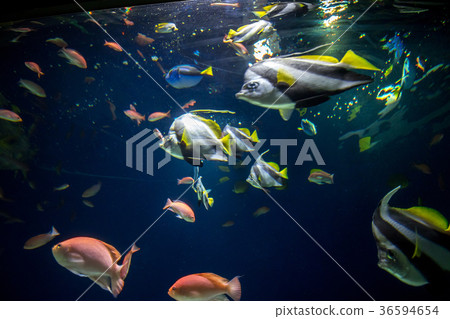 魚在海上學校 魚在海上學校 36594654