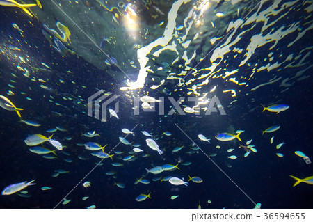 Fish school in the sea Fish school in the sea 36594655