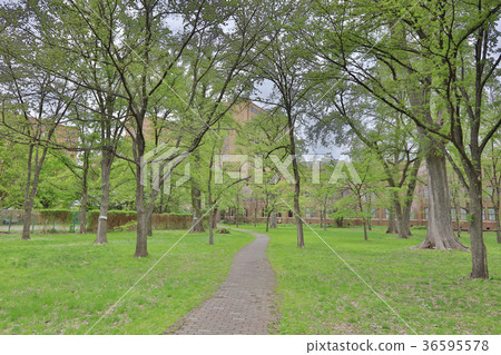 landscape of Hokkaido University Sapporo landscape of Hokkaido University Sapporo 36595578
