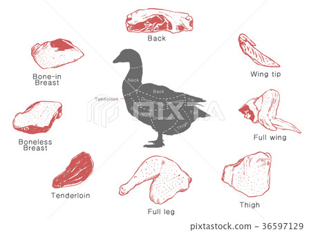 Meat Body Part information of meat parts, RF illustration 009 - Stock Illustration ...