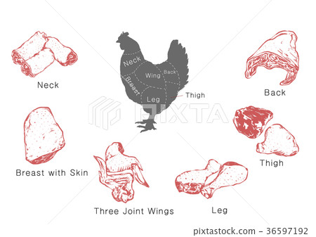Meat Body Part information of meat parts, RF illustration 003 - Stock Illustration ...