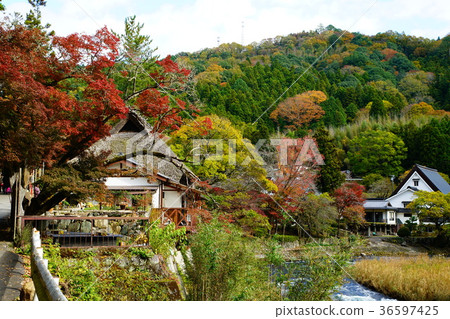 Korohiroki Autumn leaves Korohiroki Autumn leaves 36597425