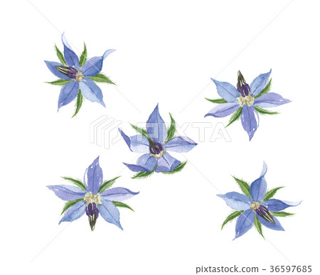 波爾吉花 波爾吉花 36597685