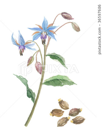 Polysia flower and seeds 36597686