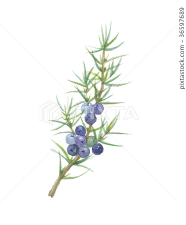 杜松子 杜松子 36597689