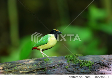 Indonesia Nodogro yairo butterfly 36598695