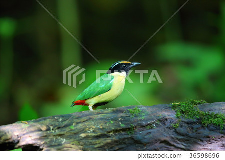 Indonesia Nodogro yairo butterfly 36598696