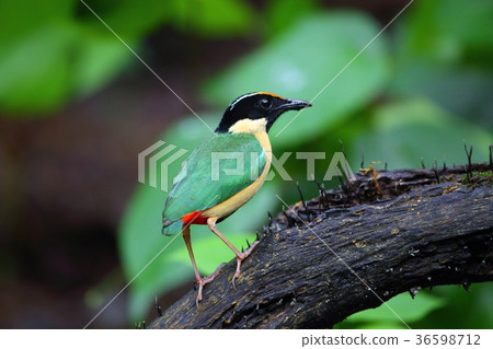 Indonesia Nodogro yairo butterfly 36598712