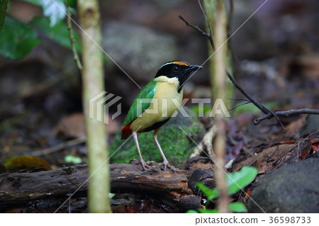 Indonesia Nodogro yairo butterfly 36598733