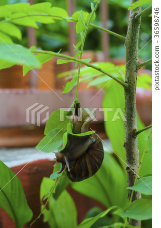 snail on a branch snail on a branch 36598746