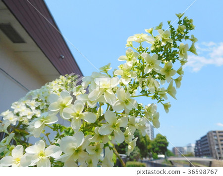 Kashiwaba hydrangea 36598767