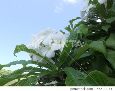 Plumeria southern country blue sky Plumeria southern country blue sky 36599053