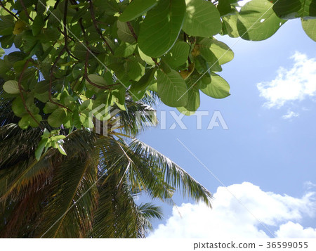 Palm tree looking up blue sky Palm tree looking up blue sky 36599055