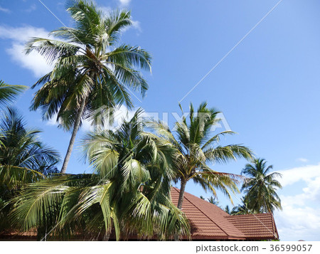Southern country image palm tree roof blue sky Southern country image palm tree roof blue sky 36599057