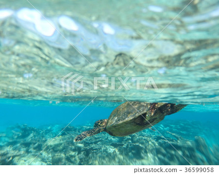 Sea turtle underwater photograph Southern sea Sea turtle underwater photograph Southern sea 36599058