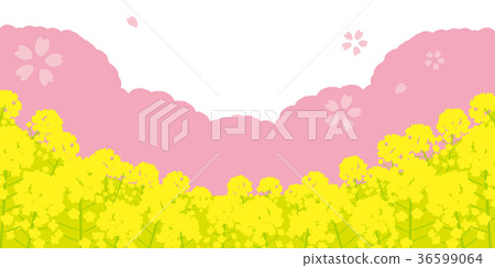 櫻花和強姦開花背景例證 櫻花和強姦開花背景例證 36599064