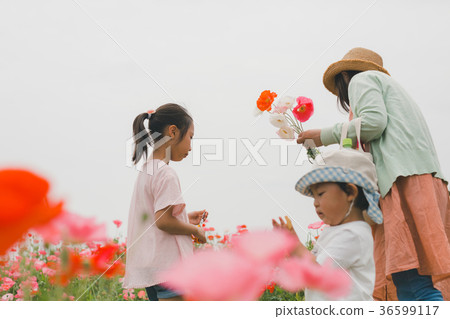 flower garden, flower field, family 36599117