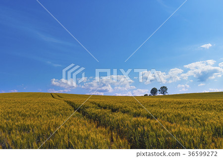 紅色大麥土地，美瑛山 36599272