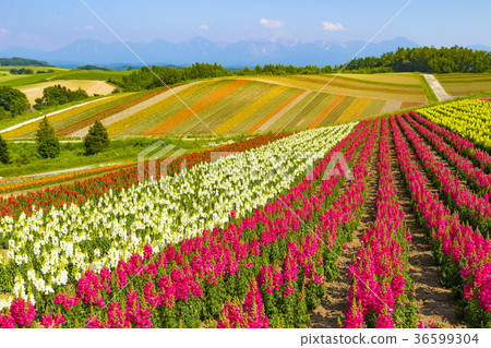 Image of Hokkaido, the hills of summer four seasons 36599304