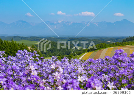 Image of Hokkaido, the hills of summer four seasons 36599305