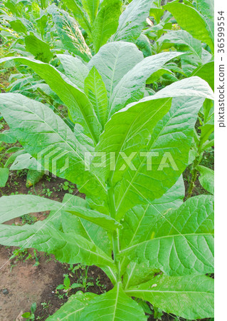 Tobacco leafs in a plant,North East,Thailand 36599554