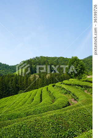 Dae-won，Boseong茶園，全南，韓國 36599726