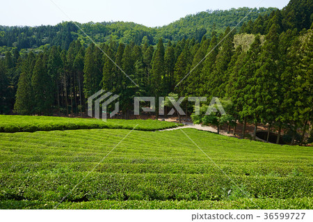 Dae-won, Boseong tea field, Jeonnam, Korea 36599727