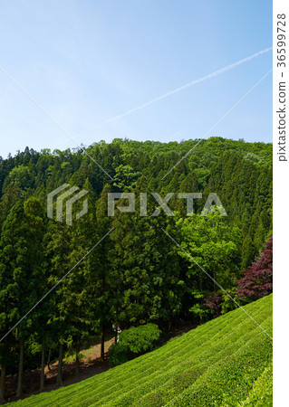 Dae-won, Boseong tea field, Jeonnam, Korea Dae-won, Boseong tea field, Jeonnam, Korea 36599728