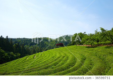 Dae-won, Boseong tea field, Jeonnam, Korea Dae-won, Boseong tea field, Jeonnam, Korea 36599731