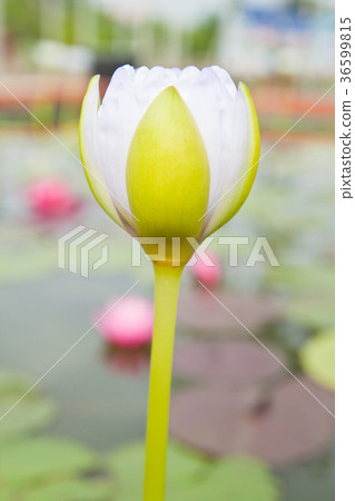 White Lotus in the garden - pathumthanee Thailand White Lotus in the garden - pathumthanee Thailand 36599815