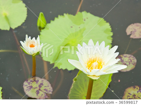 White Lotus in the garden - pathumthanee Thailand White Lotus in the garden - pathumthanee Thailand 36599817