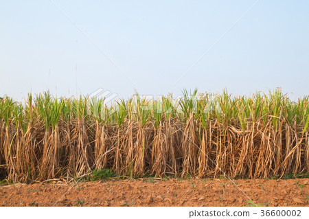 Plant of Sugarcane and blue sky 36600002