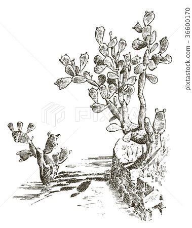 Prickly Pear Cactus. plants engraved hand drawn in Prickly Pear Cactus. plants engraved hand drawn in 36600170