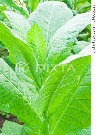 Tobacco leafs in a plant,North East,Thailand 36600183