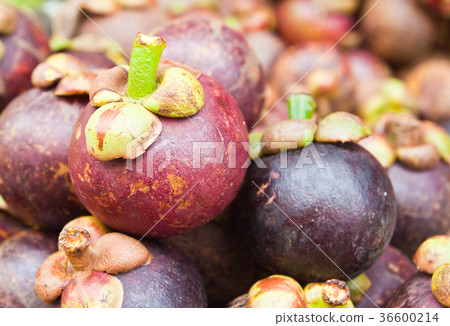 Tropical Fruit,Mangostee; Queen of fruit 36600214