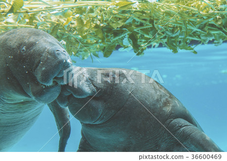 Close up Manatee under water look at  camera 36600469