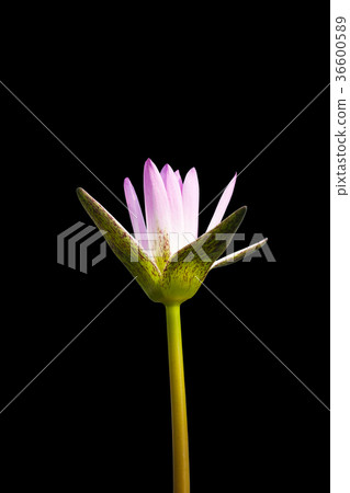 Beautiful purple water lilly on black  background 36600589