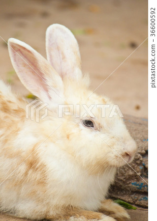 Cute Rabbit Cute Rabbit 36600592