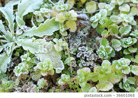 Frost 36601068