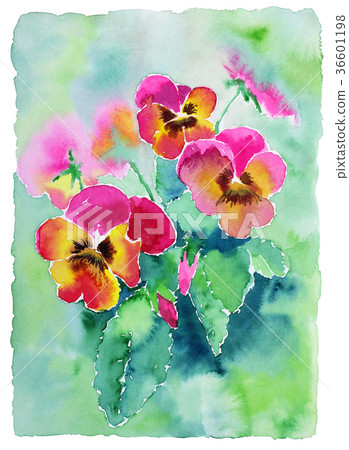 水彩三色堇明亮的粉紅色到綠色葉子 36601198