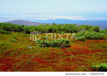 北海道Asahidake秋葉 北海道Asahidake秋葉 36601393