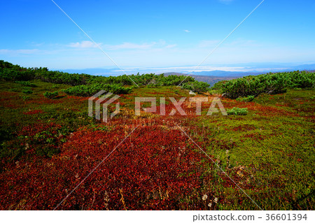 北海道Asahidake秋葉 北海道Asahidake秋葉 36601394