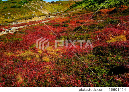 Hokkaido Asahidake Autumn leaves Hokkaido Asahidake Autumn leaves 36601434