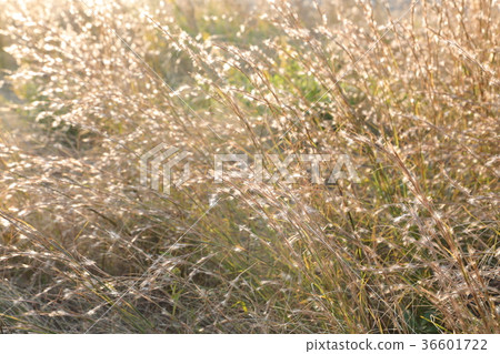 Meriken Karukaya Meriken Karukaya 36601722