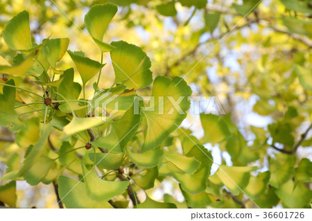 Ginkgo biloba Ginkgo biloba 36601726