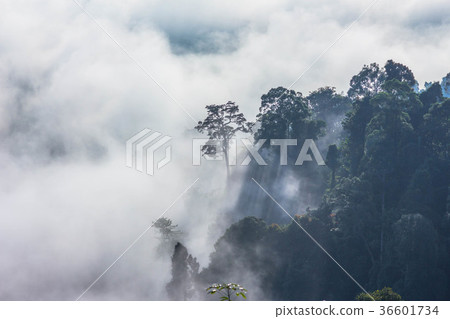 light through to on the hill  36601734