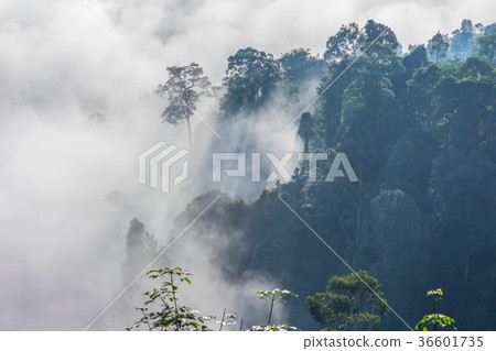 light through to on the hill light through to on the hill 36601735