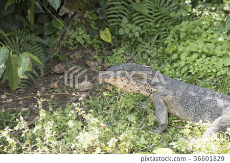 Komodo Dragon, the largest lizard in the world Komodo Dragon, the largest lizard in the world 36601829