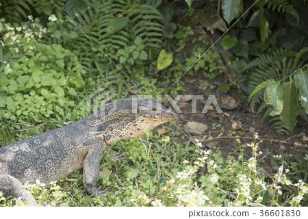 Komodo Dragon, the largest lizard in the world Komodo Dragon, the largest lizard in the world 36601830