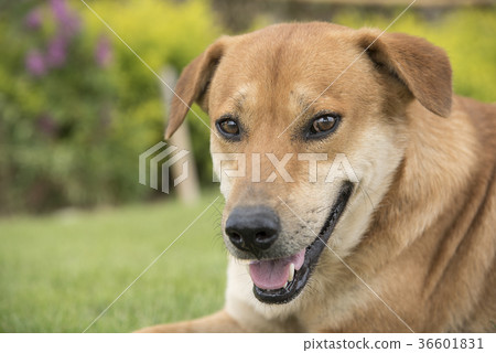 Brown dog in the lawn Brown dog in the lawn 36601831